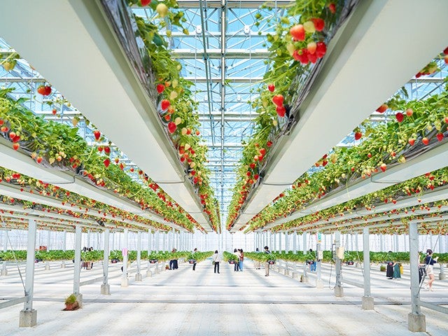 ■【茨城】スペシャルバックヤードツアー★アクアワールド茨城県大洗水族館「バックヤード探検クイズツアー」＆宙に浮かぶ！？空中いちご園でいちご狩り食べ放題♪3