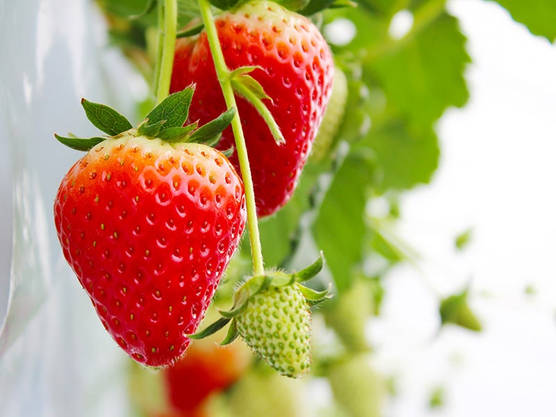 🔥1/11催行決定🔥【新宿発】8,000円台～ぶっとび格安✨「いちご狩り🍓」×「信玄餅詰め放題」×「ハイジの村でバイキング🍳」×「ワイン🍷飲み比べ放題」山梨グルメ旅🍴（いちご大福作り体験＆ミニワインボトルプレゼント♪）1