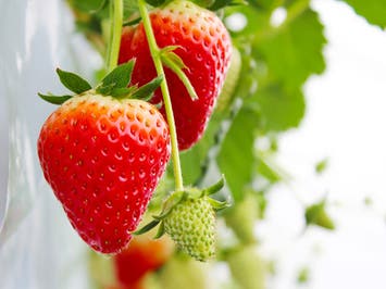 🌟4/15発 直前SALE中🌟🔥催行確定日多数あり🔥【新宿発】9,000円台～ぶっとび格安✨「いちご狩り🍓」×「信玄餅詰め放題」×「ハイジの村でバイキング🍳」×「ワイン🍷飲み比べ放題」山梨グルメ旅🍴（ミニワインボトルプレゼント♪）