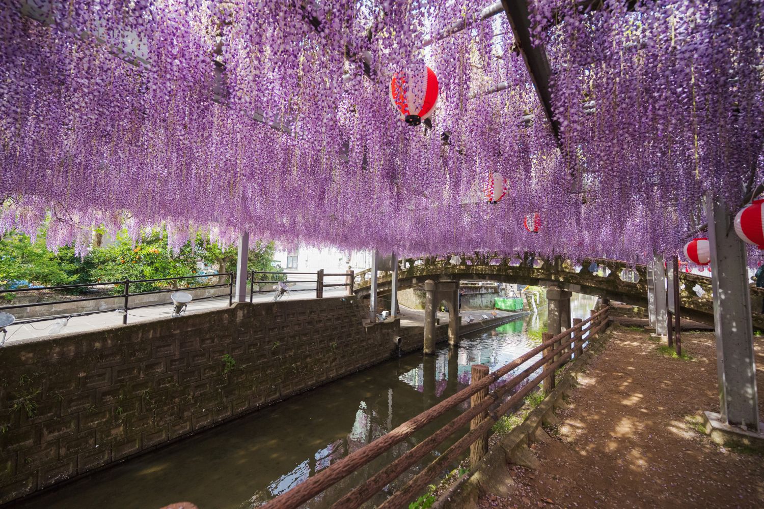 春風に舞う中山の大藤と新緑の清水寺本坊庭園 柳川美豚の陶板焼き昼食　日帰りバスツアー🚌2