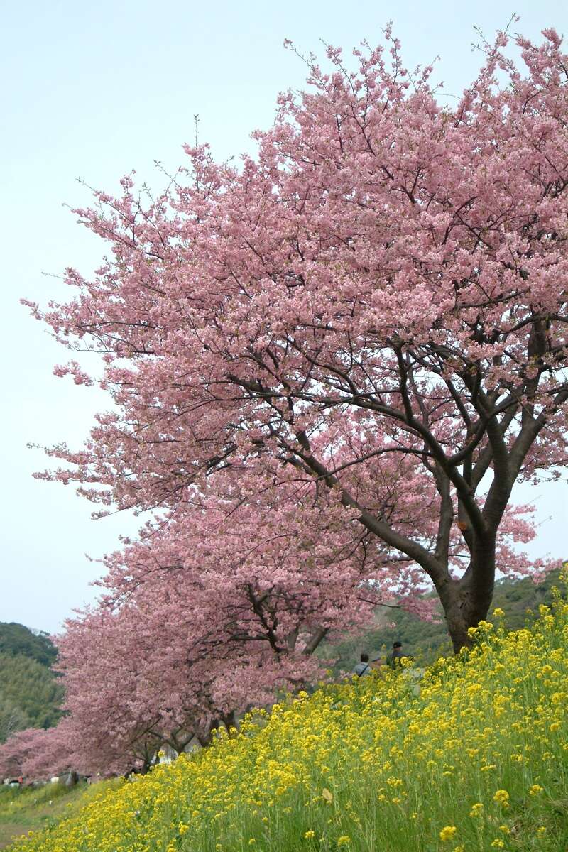 【高尾駅・八王子駅・立川駅発】直通臨時特急「みなみの桜河津桜高尾号」で行く！ 約3時間伊豆フリータイム2
