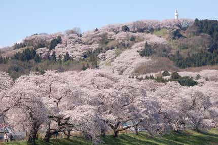 【旭川エリア発】 南東北３県桜の名所12景めぐりと 本場！「米沢牛すき焼き鍋」のご昼食と名湯蔵王温泉(４日間)