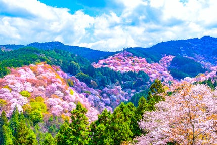 【東京駅・品川駅・新横浜駅発】 世界遺産 吉野千本桜と 湯けむり漂う「湯村温泉」・日本三名泉「有馬温泉」 3日間