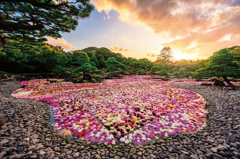 【出雲・斐川・松江発】大山紅葉めぐり（大山寺参拝と木谷沢渓流）と由志園の池泉天竺牡丹3