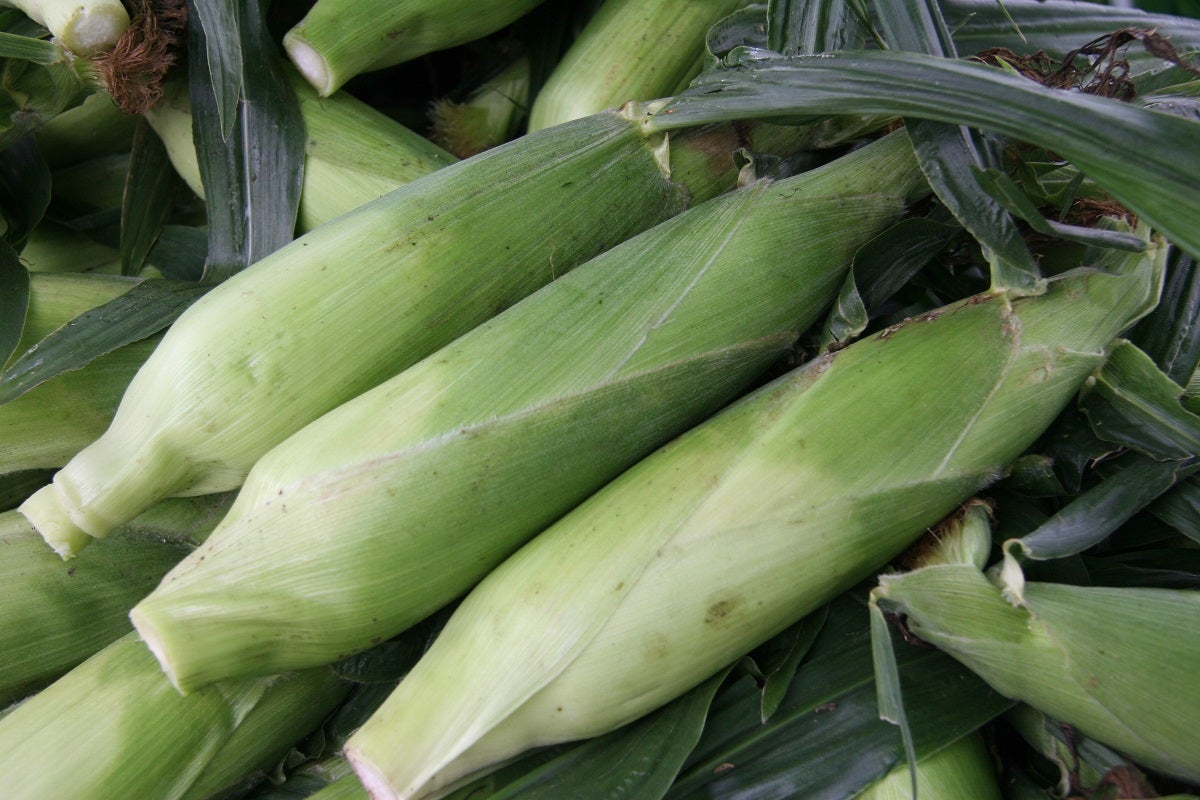 【佐賀・神埼・目達原・中原・鳥栖発】 ぴちぴち桃お一人様4玉お持ち帰りと南欧風ホテルで味わうランチビュッフェ付き！ヨミの日大感謝祭in熊本　日帰り2