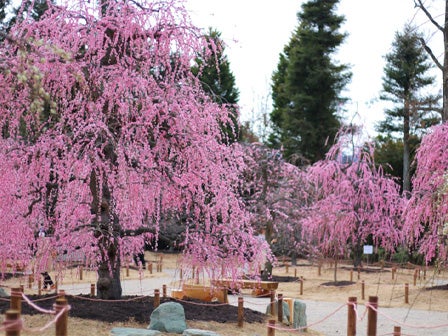 中部発　日帰り　知る人ぞ知る　梅の穴場スポット　美味うなぎと三重うめ巡り！1
