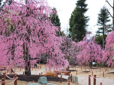 中部発　日帰り　知る人ぞ知る　梅の穴場スポット　美味うなぎと三重うめ巡り！