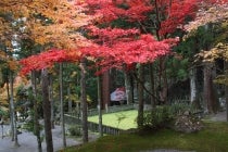 【梅坪・豊田発】＊日帰り昼食付＊『ロープウェイから見下ろす紅葉絵巻　身延山を満喫＆海辺のランチビュッフェ』2