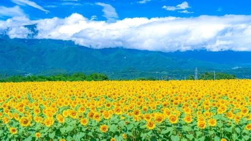 ＜Web割対象商品＞【キングツアーバス旅】八ヶ岳を眺めるまきばレストラン＆明野のひまわり畑♪希少種いちご＆甘～い生トウモロコシ＆桃トリプル食べ放題♪〔調布・府中発〕2