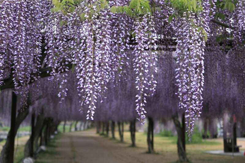 【愛媛県内発】 陽春の岡山を満喫！種類の多さ日本一の「和気町藤公園」と季節の花咲く「ドイツの森」　日帰り1