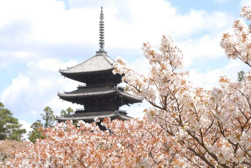 【帯広空港発】 《厳選のホテルに3泊》さくら舞う！古都京都の文化財16ヵ所の世界遺産（４日間）1