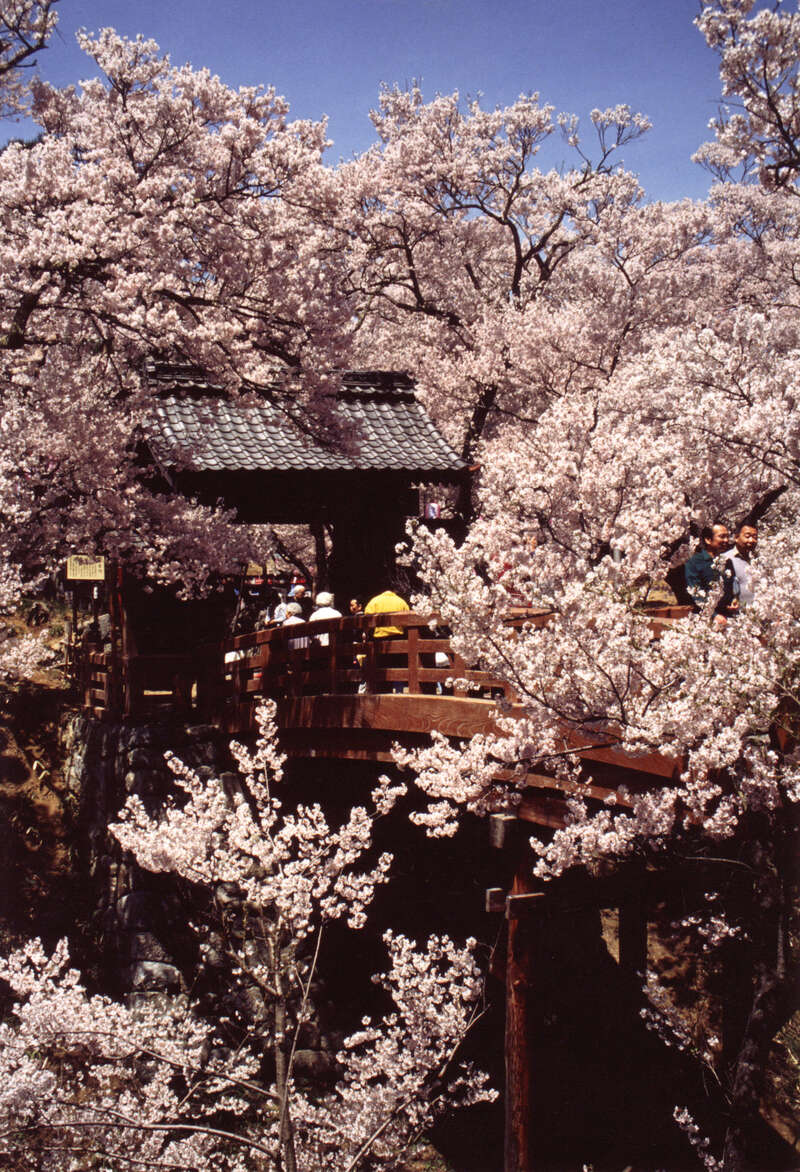 【函館空港発】 長野ぐるっと大周遊　桜の名所を訪ねて　【天下第一高遠城址公園】　【小諸懐古園】【松本城公園】と小布施　善光寺３日間1