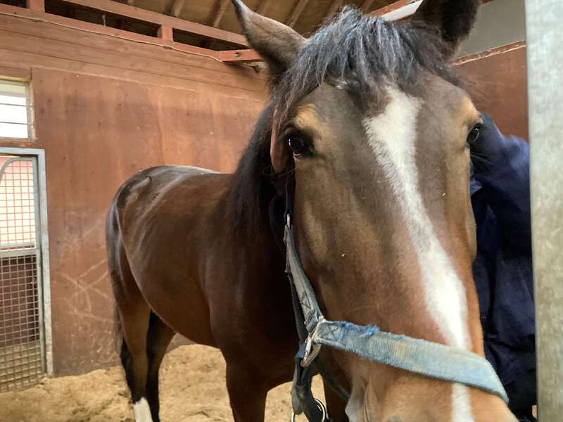 【神戸空港発着】春休み！北海道決定版　旭山動物園150分滞在と小樽～層雲峡温泉＆札幌泊～3日間2