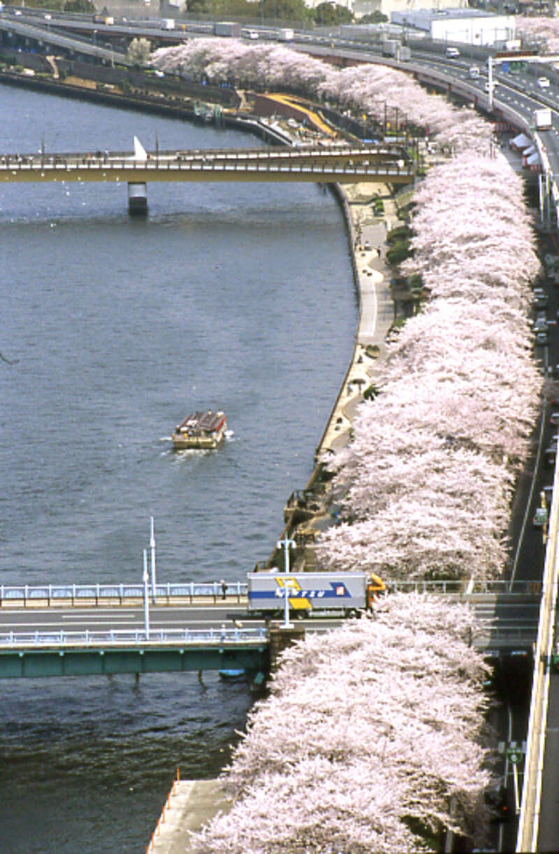 【大分空港発】 隅田川お花見屋形船と東京・横浜桜8景めぐり３日間2