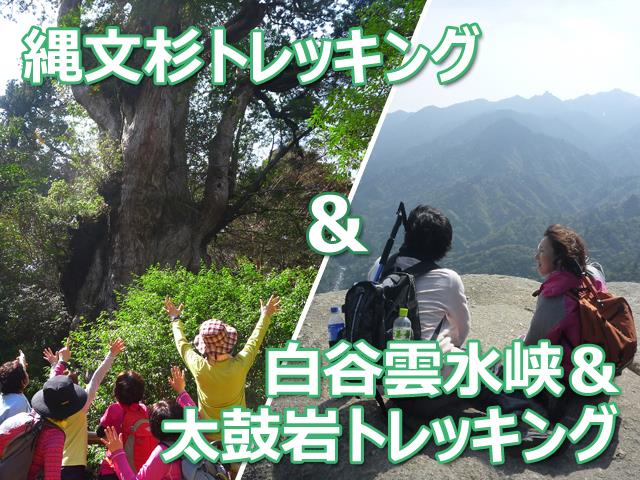 ■往復航空機利用！【ガイドと行く！日帰り縄文杉＆(早朝出発)白谷雲水峡と太鼓岩トレッキング付き】お宿は自由にお選びいただけます　2泊3日1