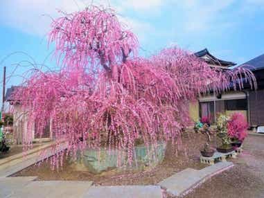 【大分・かんたん・北浜・別府発】 柳川美豚をしゃぶしゃぶで食す!世界のつばき&みやま枝垂れ梅とBerryGoodないちご食べ放題! 日帰り