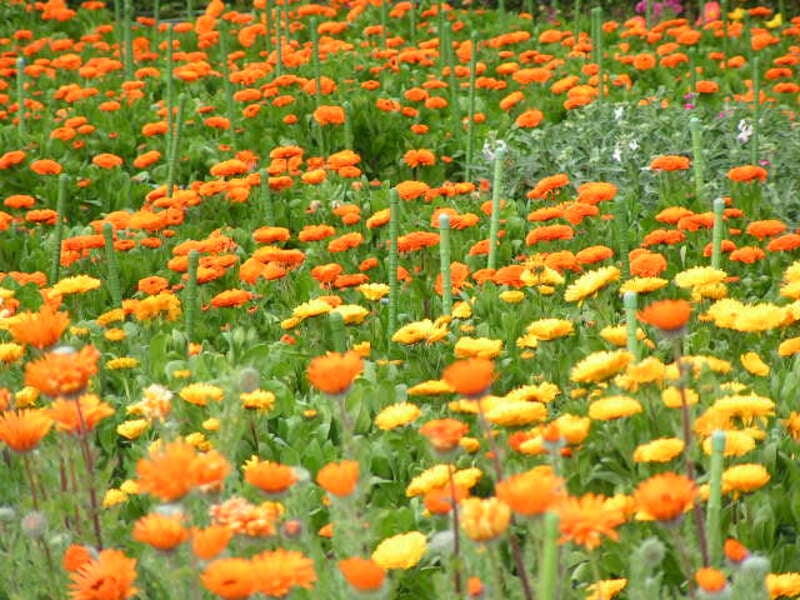 【出雲空港発】 花咲く房総半島ぐるっとみどころ８景めぐり ３日間1