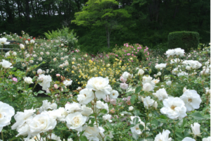 【上三川・下野・小山・佐野発着】初夏の軽井沢　バラと緑を愛でる「軽井沢タリアセン」散策と 軽井沢プリンスホテルウエストランチビュッフェ【昼食付】2