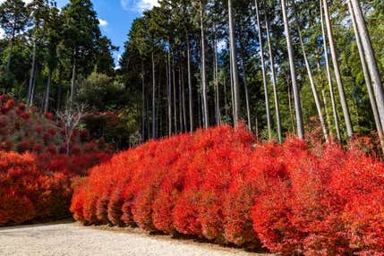 【バスハイク/博多発着】 添乗員同行 深紅のモミジ・呑山観音寺の紅葉と 英彦山スロープカーから眺める秋の景色 ~四季の移ろい感じる老舗料亭でランチ~