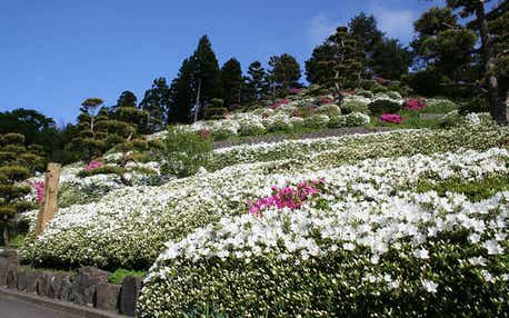 【石川県内発】 母の日ミステリー2026　日帰り