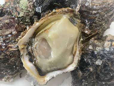 【横浜・町田発】九十九里浜一望！千葉・飯岡港「地もの天然磯ガキ」づくし御膳＆ 話題の農園で夏の新鮮野菜収穫体験♪　日帰り