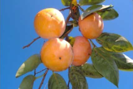 【埼玉県内発】 なんと1箱付!ブランド八郷の富有柿狩り食べ放題 TVで何度も紹介「土浦魚市場食堂」鮮度抜群まぐろ食べ放題 日帰り