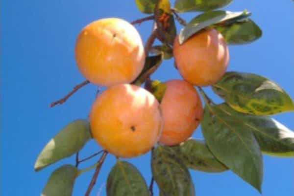 【埼玉県内発】 なんと1箱付！ブランド八郷の富有柿狩り食べ放題 TVで何度も紹介「土浦魚市場食堂」鮮度抜群まぐろ食べ放題 日帰り1