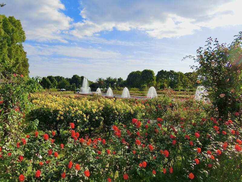 【高知県内発】 須磨離宮公園「王侯貴族のバラ園」と神戸ポートタワーホテルランチバイキング 日帰り1