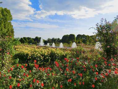 【高知県内発】 須磨離宮公園「王侯貴族のバラ園」と神戸ポートタワーホテルランチバイキング 日帰り