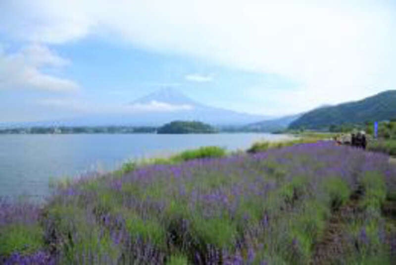 【ＪＲ和歌山駅発】 花薫る美しき富士・箱根を愉しむ3つの絶景パノラマと港町横浜・甲州牛を堪能する3日間3