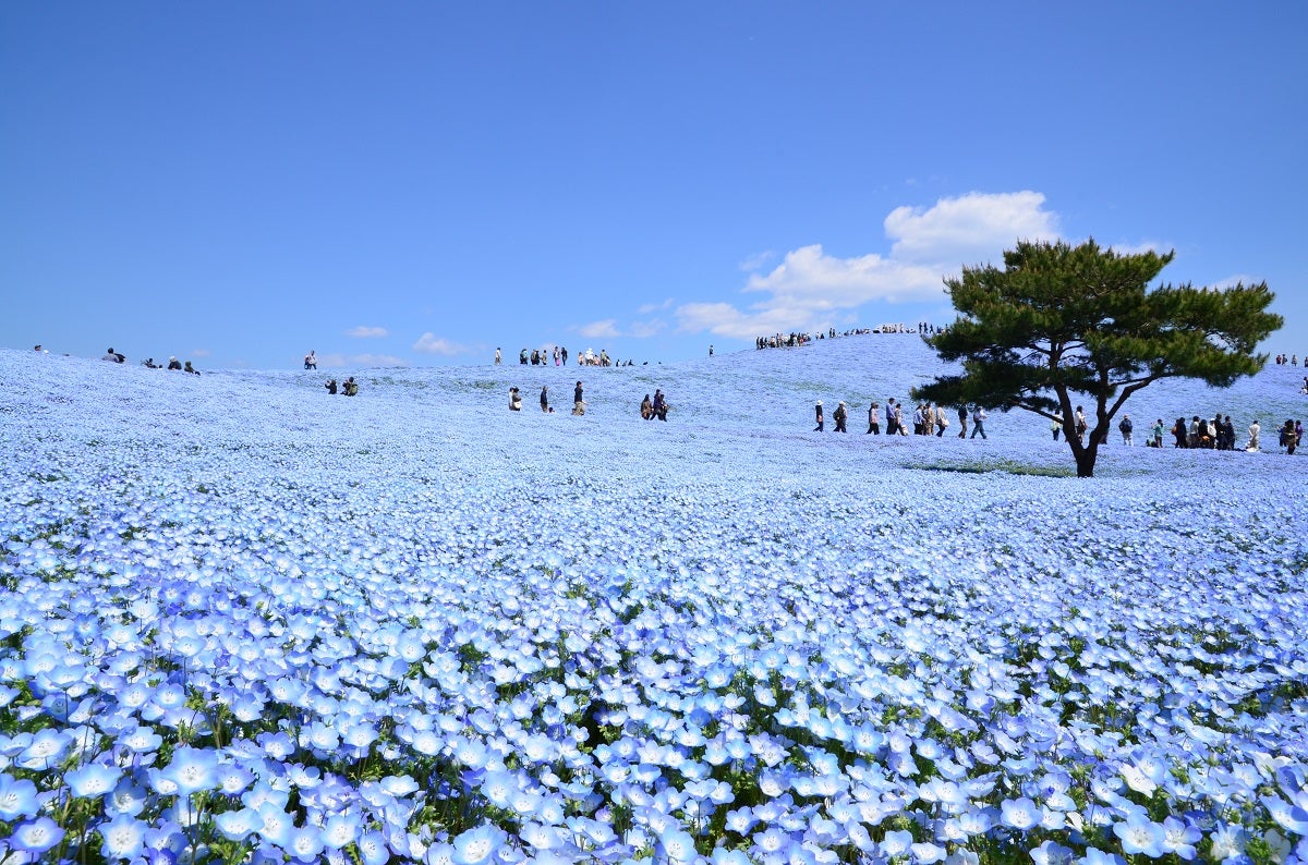 【仙台エリア発】 見渡す限りの青の絶景！国営ひたち海浜公園ネモフィラと 那珂湊で海産物のお買い物  (日帰り）1
