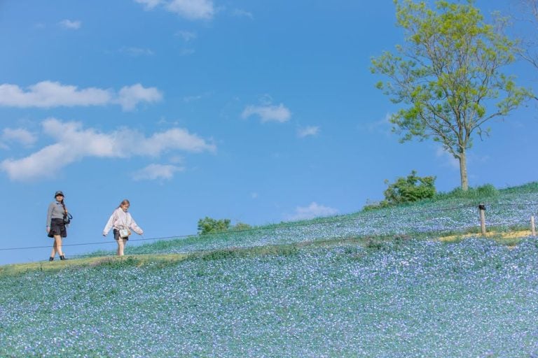 【Ａ/岡山・倉敷ルート】こうべあぐりパーク約100万輪のネモフィラと澄み渡る空　西村屋和味旬彩で味わう「石焼きステーキ御膳」1