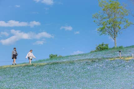 【Ａ/岡山・倉敷ルート】こうべあぐりパーク約100万輪のネモフィラと澄み渡る空　西村屋和味旬彩で味わう「石焼きステーキ御膳」