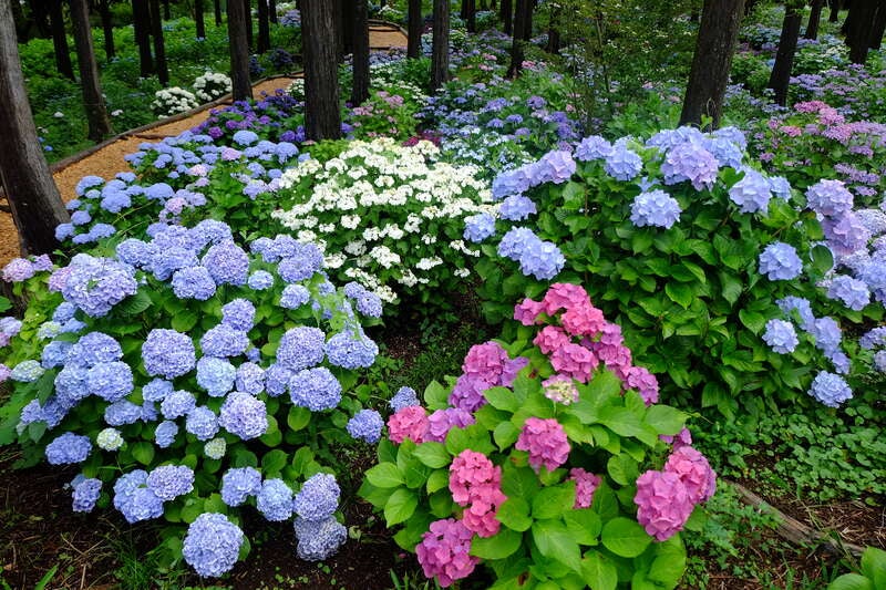 【栃木県内発】 絶景☆三島スカイウォーク13000株のあじさい・いざ漁師飯！沼津港グルメ食べ歩き！1500円の食べ歩きクーポン付！3