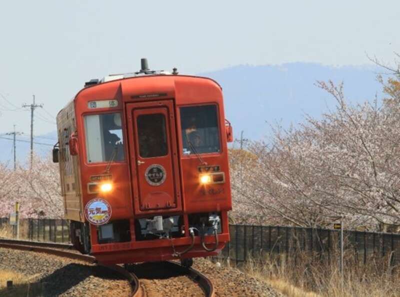 【岡山・倉敷発】 井原鉄道貸切お花見列車と　桜の井原堤と備中国分寺　日帰り1