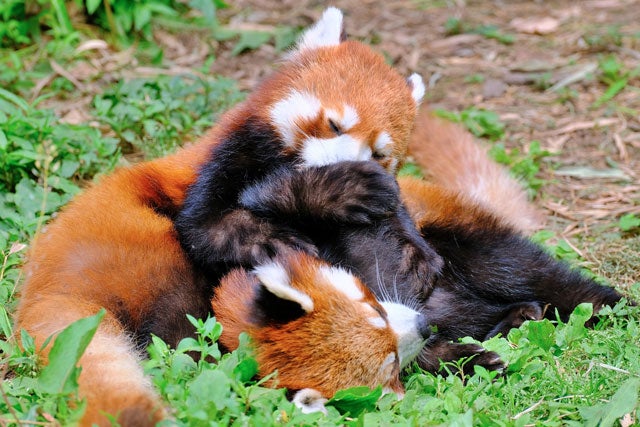 札幌市内発★全日催行決定★ グリーンシーズン到来♪旭山動物園、青い池、ファーム富田人気スポットを巡る♪旭川・富良野・美瑛欲張りプラン1