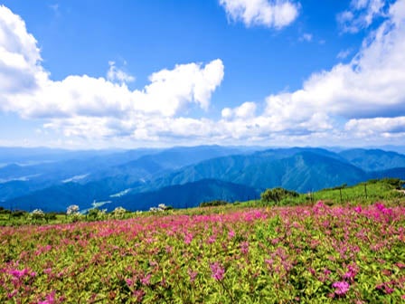 中部発 日帰り 約1,350種の高山植物が彩る、天空の花畑へ！日本百名山「伊吹山」をガイドと共にハイキング！2