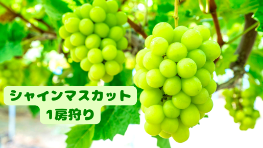 ＜Web割対象商品＞【キングツアーバス旅】贅沢なW狩り！シャインマスカット一番乗り1房狩りと桃食べ放題♪清らかな湧水と美しい太郎次郎滝・名水野菜工場〔狛江・新百合ヶ丘発〕1