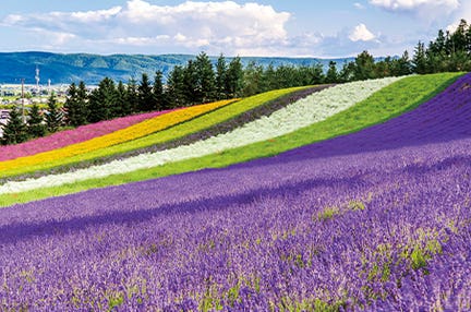 【岩国発着】観て！食べて！体験して！ベストシーズンの北海道を遊びつくす！夏休みわくわく北海道4日間