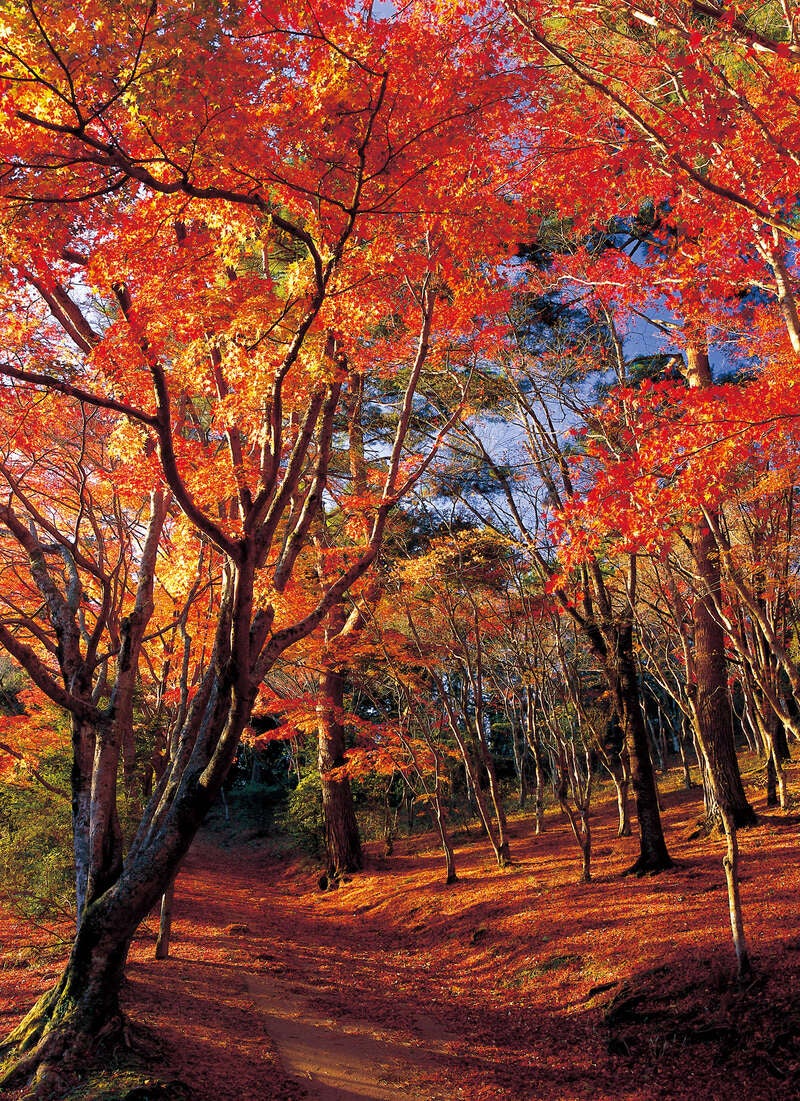 【埼玉県内発】 紅葉彩る伊豆半島絶景ハイライト　カニ足・刺身・寿司など海鮮尽くし50種バイキング 名湯・伊東温泉 ２日間1
