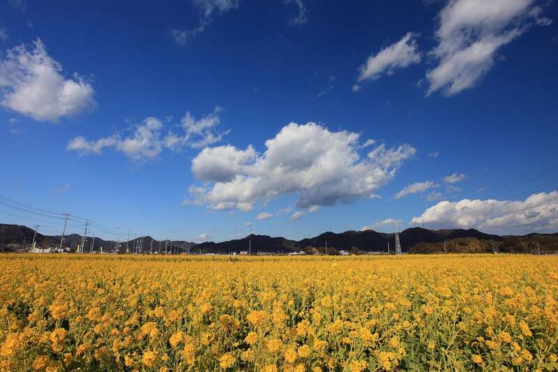 【山形県内発】 ぽかぽか♪早春の南房総７絶景！350万本の菜の花畑「マザー牧場」・ 富士絶景「原岡桟橋」「鋸山」と 南房総勝浦温泉（2日間）2