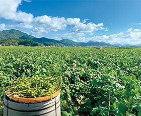丹波篠山黒枝豆収穫体験と大正期のモダンな洋館コヤノ美術館ガイド案内