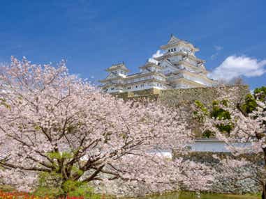 【福井県内発】 日本さくら名所100選・世界遺産「姫路城」と日本庭園・好古園　日帰り
