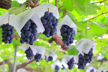 【静岡県内発】 山梨ダブル狩り! 巨峰狩り園内食べ放題・桃狩り2個お土産 さらに2つのお楽しみ体験!ハーバリウム作り&クロワッサン詰め放題