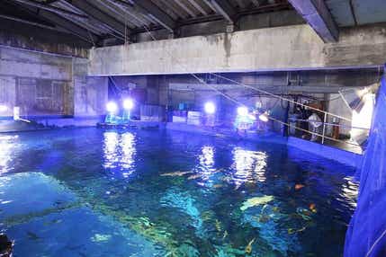 【近鉄（大阪上本町駅～大和八木駅）発】 近鉄団体専用列⾞「あおぞらⅡ」を特別貸切！ ⿃⽻⽔族館のバックヤード見学「うら側探検隊」付！　 ⿃⽻フリータイム・伊勢名物ランチ　⽇帰り