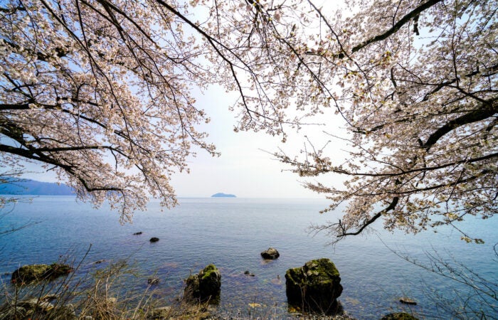 【名古屋発】鮎河千本桜＆海津大崎 鮎河千本桜と海津大崎を巡る日帰りバスツアー　春の滋賀絶景満喫プラン1