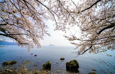 【名古屋発】鮎河千本桜＆海津大崎 鮎河千本桜と海津大崎を巡る日帰りバスツアー　春の滋賀絶景満喫プラン