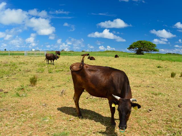 ■2日目　黒島サイクリングコース付き　石垣島・竹富島・西表島ホテルチョイスプラン　3泊4日1