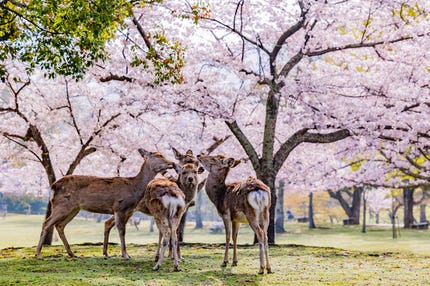 【大阪難波駅発】 近鉄観光特急「あをによし」で行く! 奈良公園お花見・興福寺とイタリアンランチ 日帰り