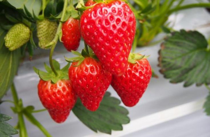 【早割30】[新宿発]ハイジの畑でつかまえて♪甘いイチゴ狩り＆ランチバイキング食べ放題！本場山梨でワイナリー見学＆試飲体験や人気の『桔梗信玄餅詰め放題』体験等、お楽しみ満載の日帰りバスツアー！1